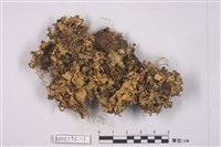 藏品(腎島衣屬)的圖片